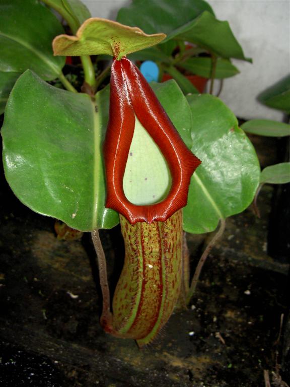 Nepenthes maxima x truncata 1